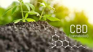 Understand The Basic Concept Of Using CBD Product