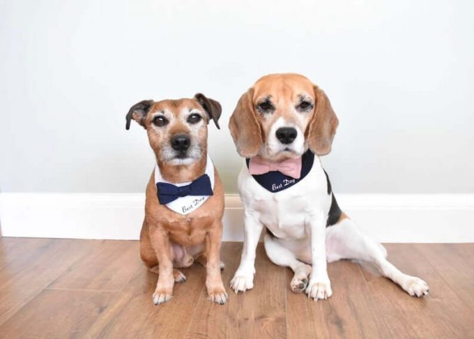 What are the best dog wedding outfits for summer?