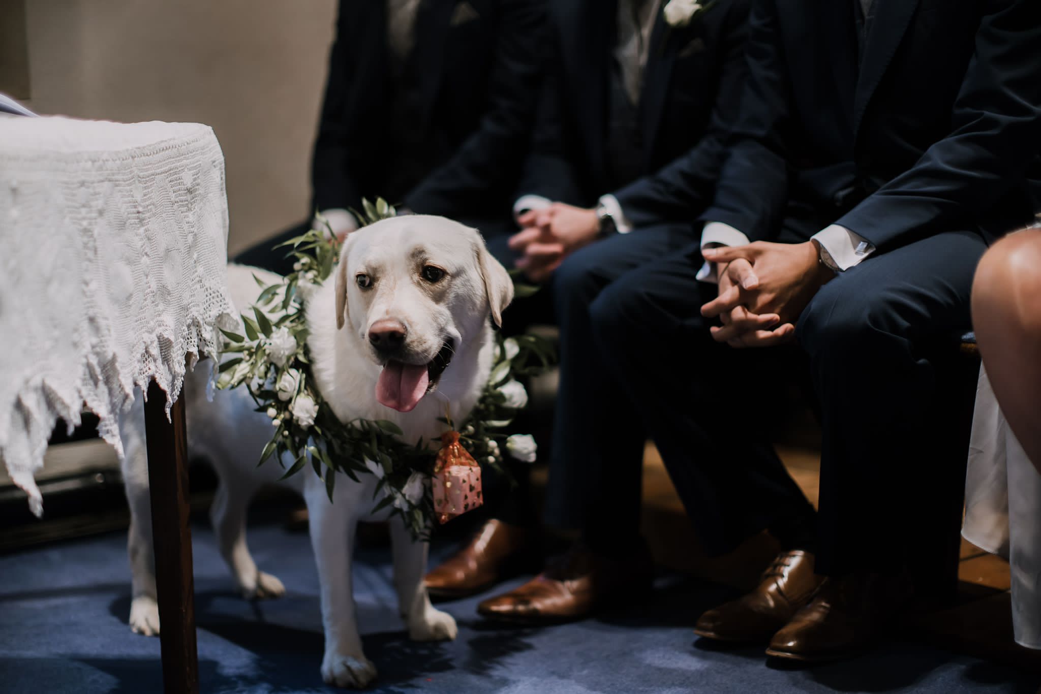 What are the best dog wedding outfits for summer?